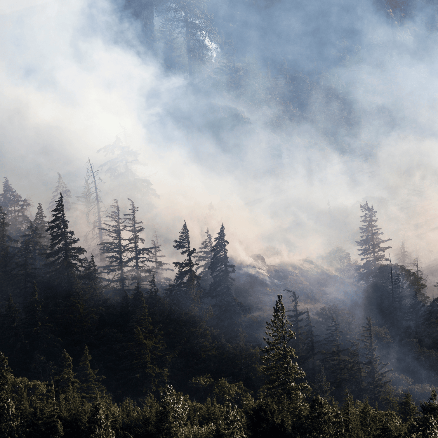 Natural Cleaning Products for Post-Wildfire Cleanup